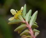 Long Beach primrose-willow