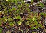 Long Beach primrose-willow