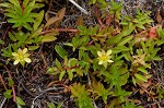 Long Beach primrose-willow