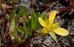 Long Beach primrose-willow