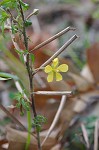 Anglestem waterprimrose