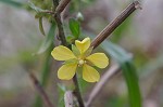 Anglestem waterprimrose