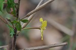 Anglestem waterprimrose