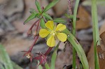 Anglestem waterprimrose