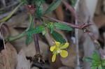 Anglestem waterprimrose