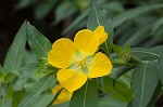 Peruvian primrose-willow