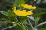 Peruvian primrose-willow