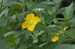 Peruvian primrose-willow