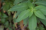 Peruvian primrose-willow