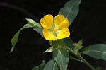 Peruvian primrose-willow