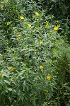 Peruvian primrose-willow