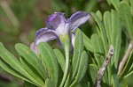 Carolina desert-thorn <BR>Christmasberry