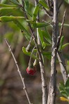 Carolina desert-thorn <BR>Christmasberry