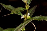 Taperleaf water horehound