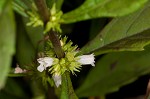 Taperleaf water horehound