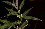 Taperleaf water horehound