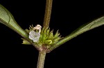 Taperleaf water horehound