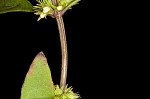 Taperleaf water horehound