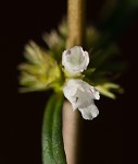 Taperleaf water horehound