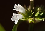 Taperleaf water horehound