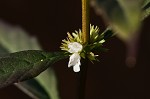 Taperleaf water horehound