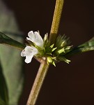 Taperleaf water horehound