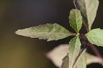 Taperleaf water horehound