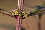 Taperleaf water horehound