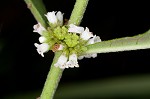 Virginia water horehound