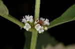 Virginia water horehound