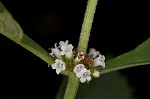 Virginia water horehound