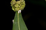 Virginia water horehound