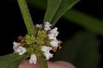 Virginia water horehound