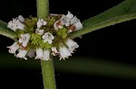 Virginia water horehound