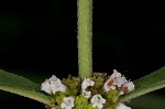 Virginia water horehound