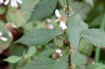 Virginia water horehound