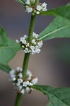 Virginia water horehound