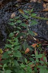 Virginia water horehound