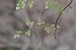 Japanese climbing fern