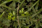 Japanese climbing fern