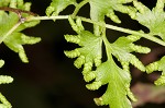 Japanese climbing fern