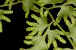 Japanese climbing fern