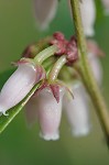 Fetterbush