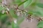 Fetterbush