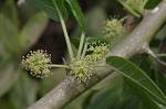 Osage orange