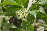 Osage orange