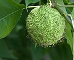 Osage orange