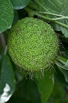 Osage orange