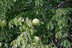 Osage orange