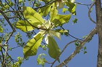 Mountain magnolia